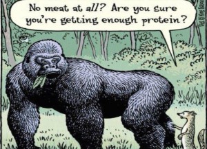 Gorilla-Protein