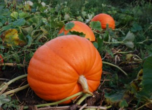 pumpkin-parch